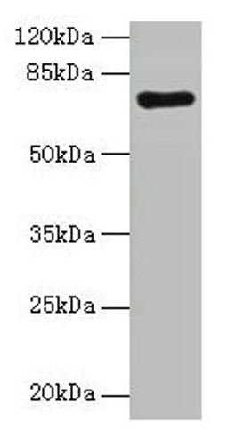 Western blot. All lanes: KAT7 antibody at 2µg/ml + Rat brain tissue. Secondary. Goat polyclonal to rabbit IgG at 1/10000 dilution. Predicted band size: 71, 59, 52, 67, 56 kDa. Observed band size: 71 kDa