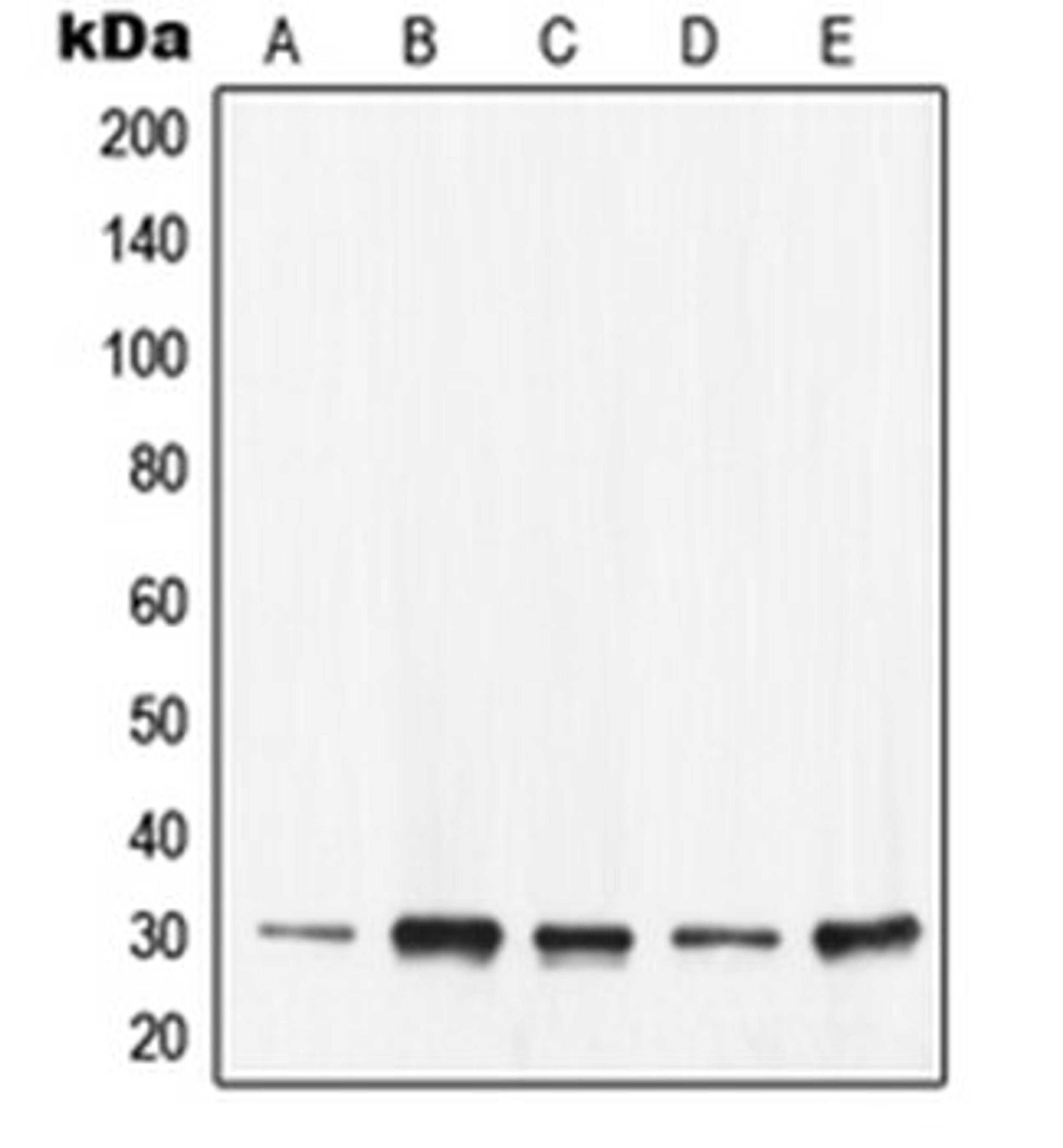 Western blot analysis of KNRK (Lane 1), SW480 (Lane 2), Caco2 (Lane 3), NIH3T3 (Lane 4), H9C2 (Lane 5) whole cell lysates using YWHAE antibody