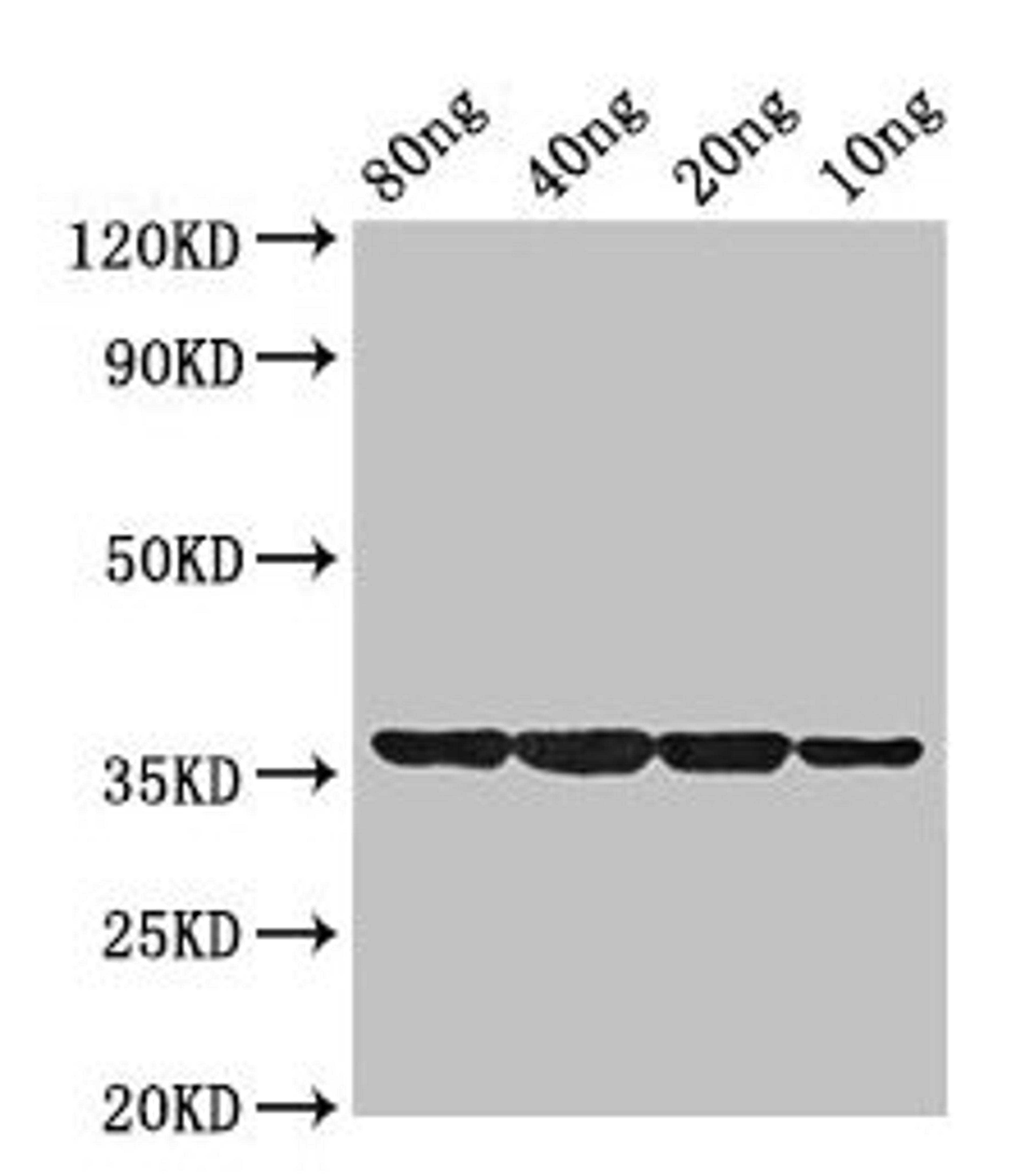 Western Blot. Positive WB detected in Recombinant protein. All lanes: dps antibody at 2µg/ml. Secondary. Goat polyclonal to rabbit IgG at 1/50000 dilution. Predicted band size: 36 kDa. Observed band size: 36 kDa