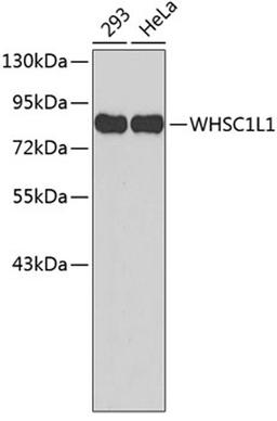 Western blot - WHSC1L1 antibody (A2317)