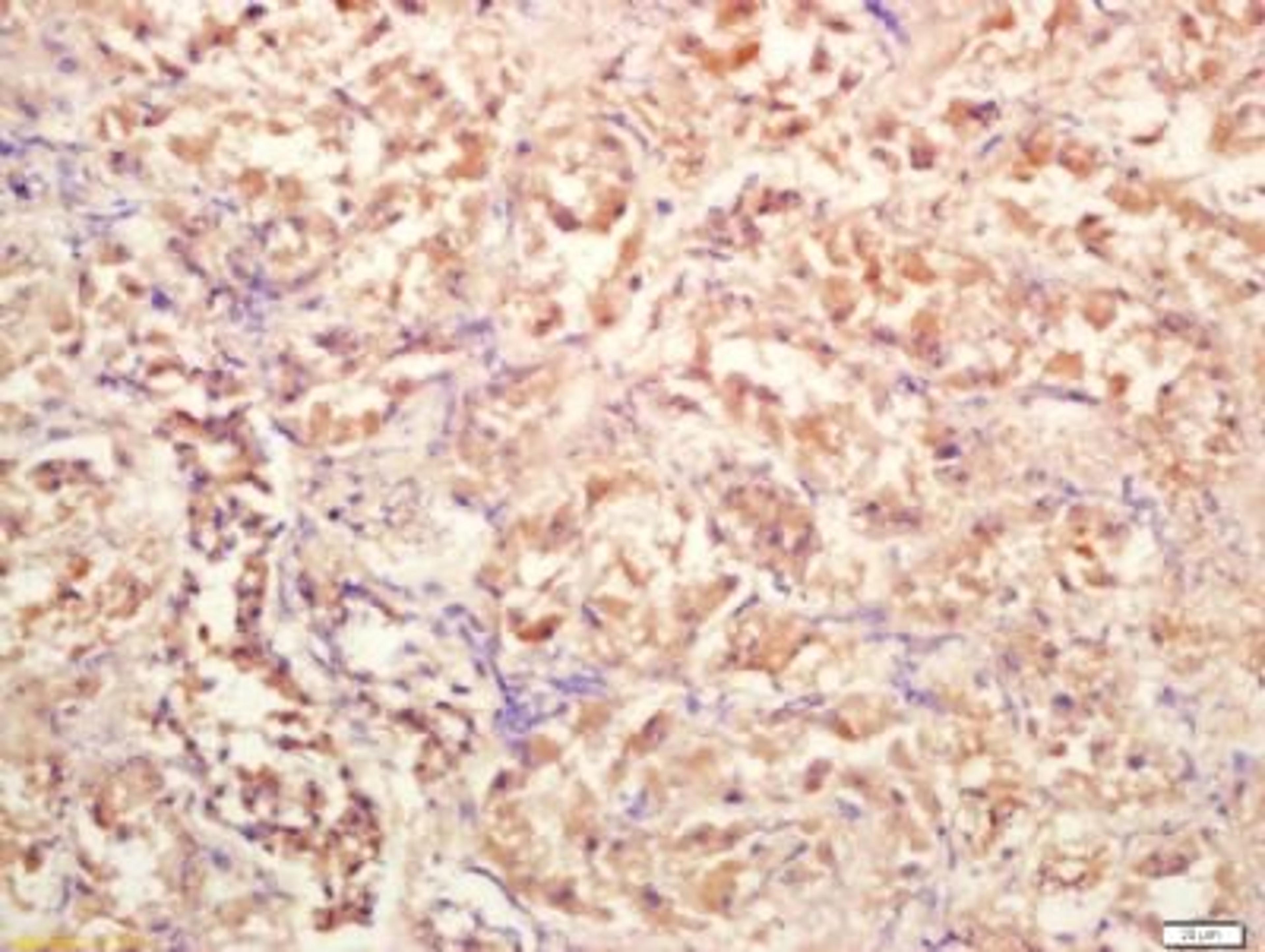 Immunohistochemical staining of rat kidney tissue using HSD11B2 antibody.