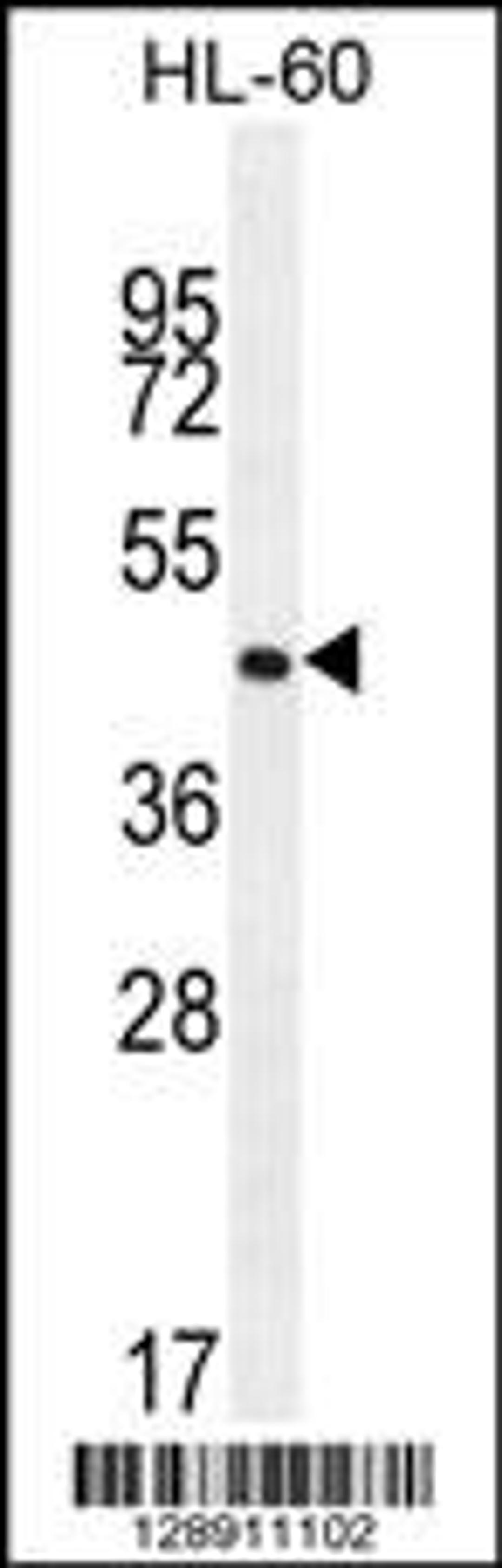 Western blot analysis in HL-60 cell line lysates (35ug/lane).