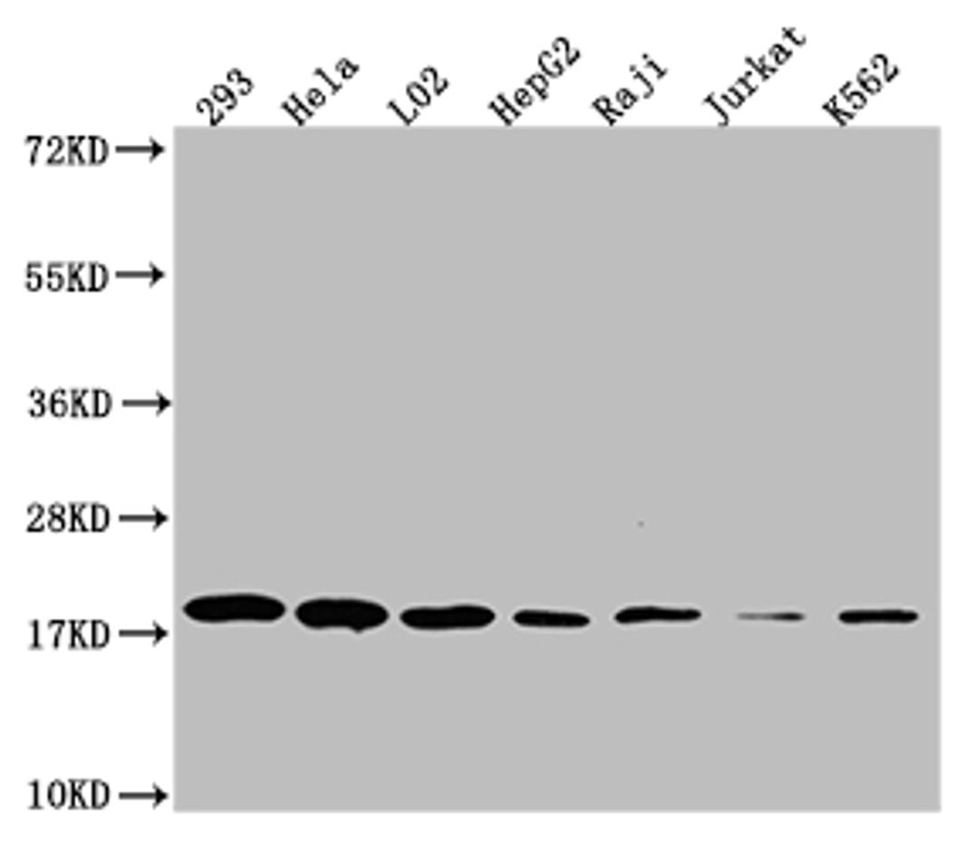 Western Blot. Positive WB detected in: 293 whole cell lysate, Hela whole cell lysate, L02 whole cell lysate, HepF2 whole cell lysate, Raji whole cell lysate, Jurkat whole cell lysate, K562 whole cell lysate. All lanes: TOMM22 antibody at 1:1000. Secondary. Goat polyclonal to rabbit IgG at 1/50000 dilution. Predicted band size: 16 kDa. Observed band size: 18 kDa. 