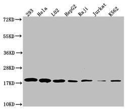 Western Blot. Positive WB detected in: 293 whole cell lysate, Hela whole cell lysate, L02 whole cell lysate, HepF2 whole cell lysate, Raji whole cell lysate, Jurkat whole cell lysate, K562 whole cell lysate. All lanes: TOMM22 antibody at 1:1000. Secondary. Goat polyclonal to rabbit IgG at 1/50000 dilution. Predicted band size: 16 kDa. Observed band size: 18 kDa. 