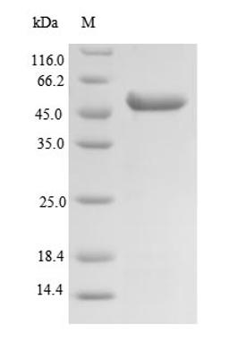 (Tris-Glycine gel) Discontinuous SDS-PAGE (reduced) with 5% enrichment gel and 15% separation gel.