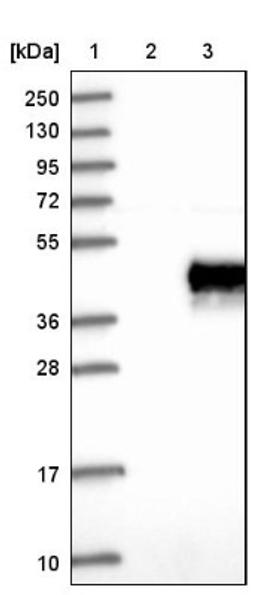 Western Blot: Junctional Adhesion Molecule C Antibody [NBP1-92032] - Lane 1: Marker [kDa] 250, 130, 95, 72, 55, 36, 28, 17, 10<br/>Lane 2: Negative control (vector only transfected HEK293T lysate)<br/>Lane 3: Over-expression lysate (Co-expressed with a C-terminal myc-DDK tag (~3.1 kDa) in mammalian HEK293T cells, LY403197)