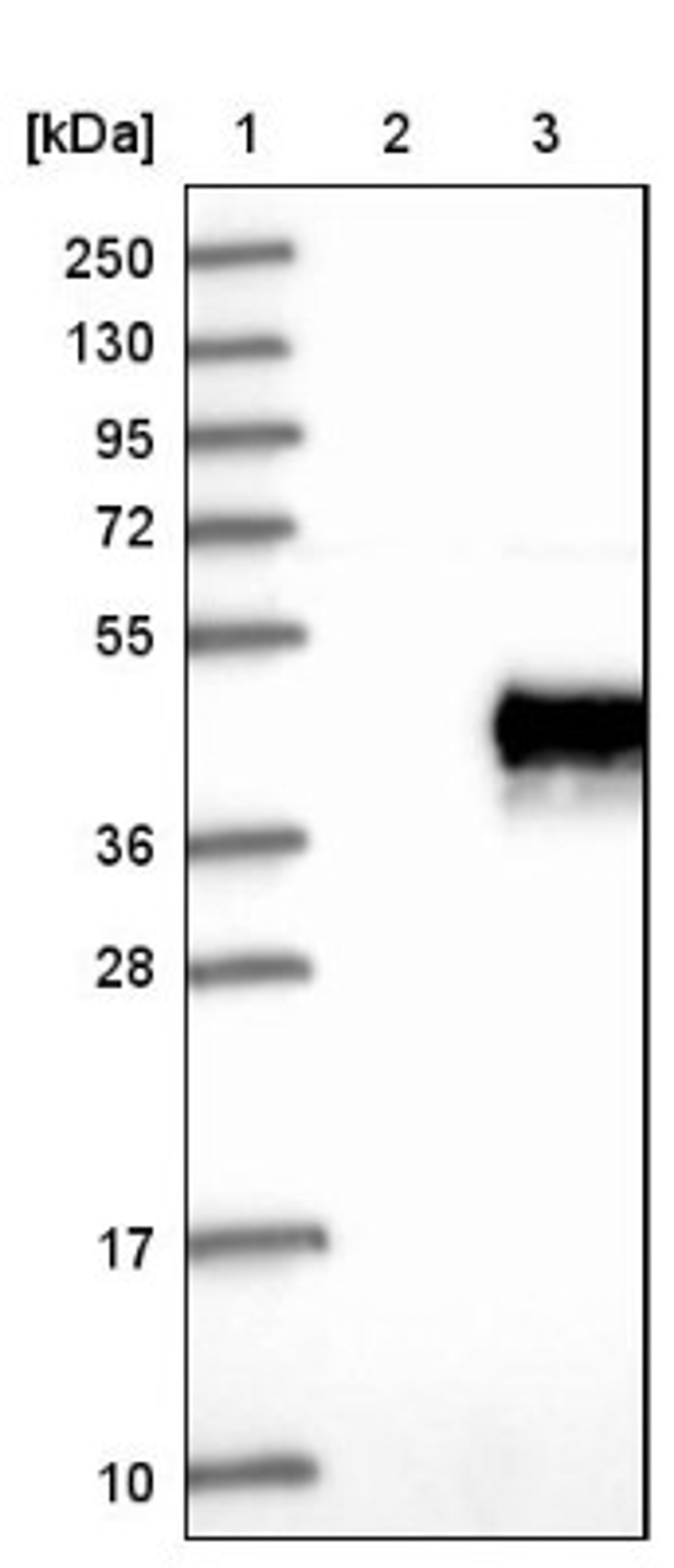 Western Blot: Junctional Adhesion Molecule C Antibody [NBP1-92032] - Lane 1: Marker [kDa] 250, 130, 95, 72, 55, 36, 28, 17, 10<br/>Lane 2: Negative control (vector only transfected HEK293T lysate)<br/>Lane 3: Over-expression lysate (Co-expressed with a C-terminal myc-DDK tag (~3.1 kDa) in mammalian HEK293T cells, LY403197)