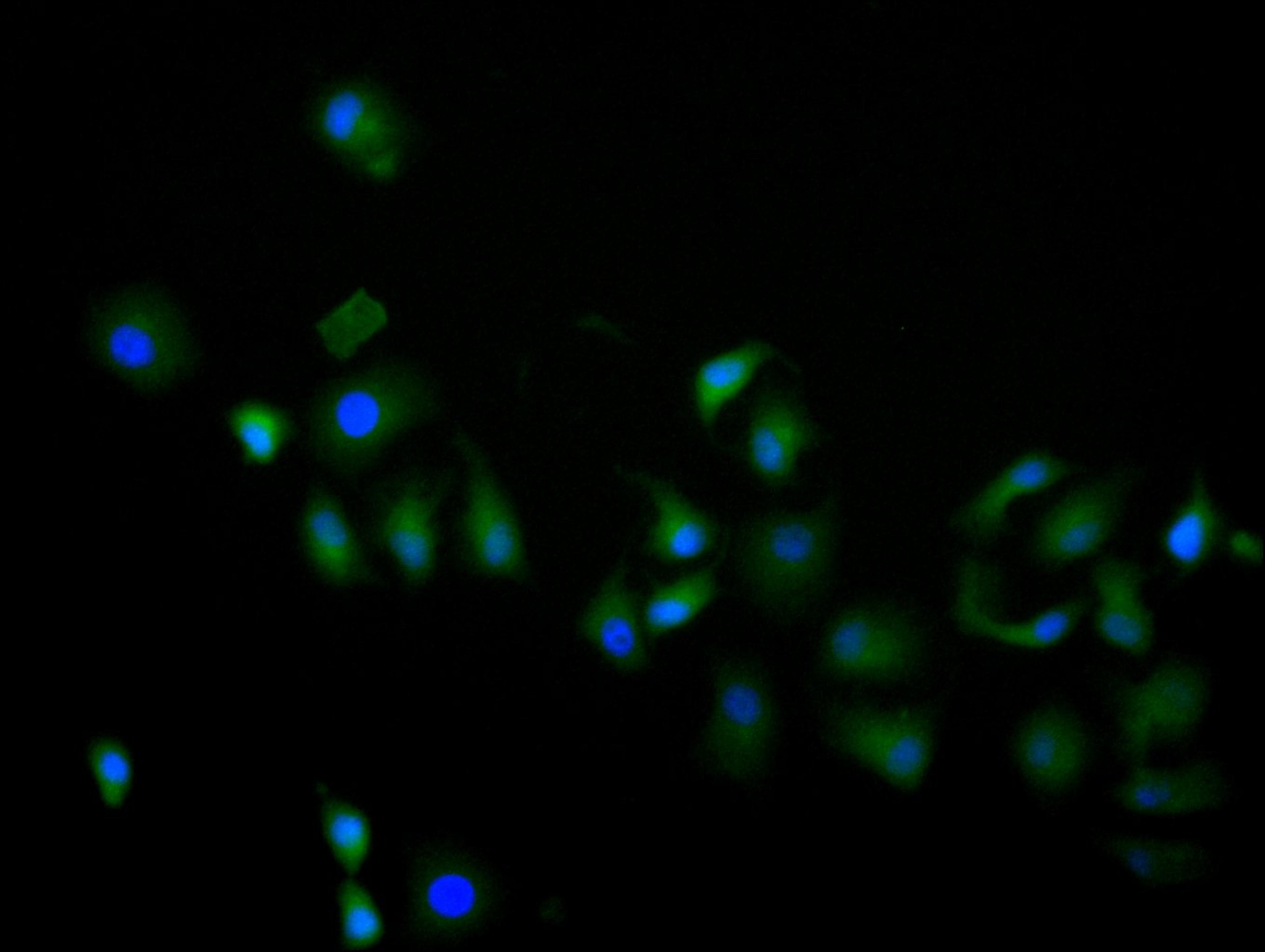 Immunofluorescence staining of hela cell with CSB-RA013826MA1HU at 1:60, counter-stained with DAPI. The cells were fixed in 4% formaldehyde and blocked in 10% normal Goat Serum. The cells were then incubated with the antibody overnight at 4C. The secondary antibody was FITC-conjugated AffiniPure Goat Anti-Human IgG(H+L).