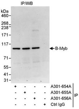 Detection of human B-Myb by western blot of immunoprecipitates.