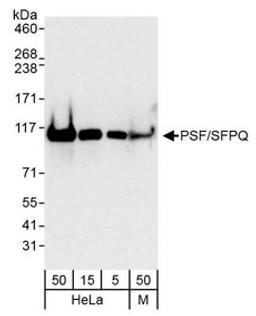 Detection of human and mouse PSF/SFPQ by western blot.