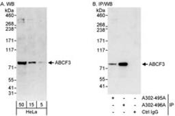 Detection of human ABCF3 by western blot and immunoprecipitation.