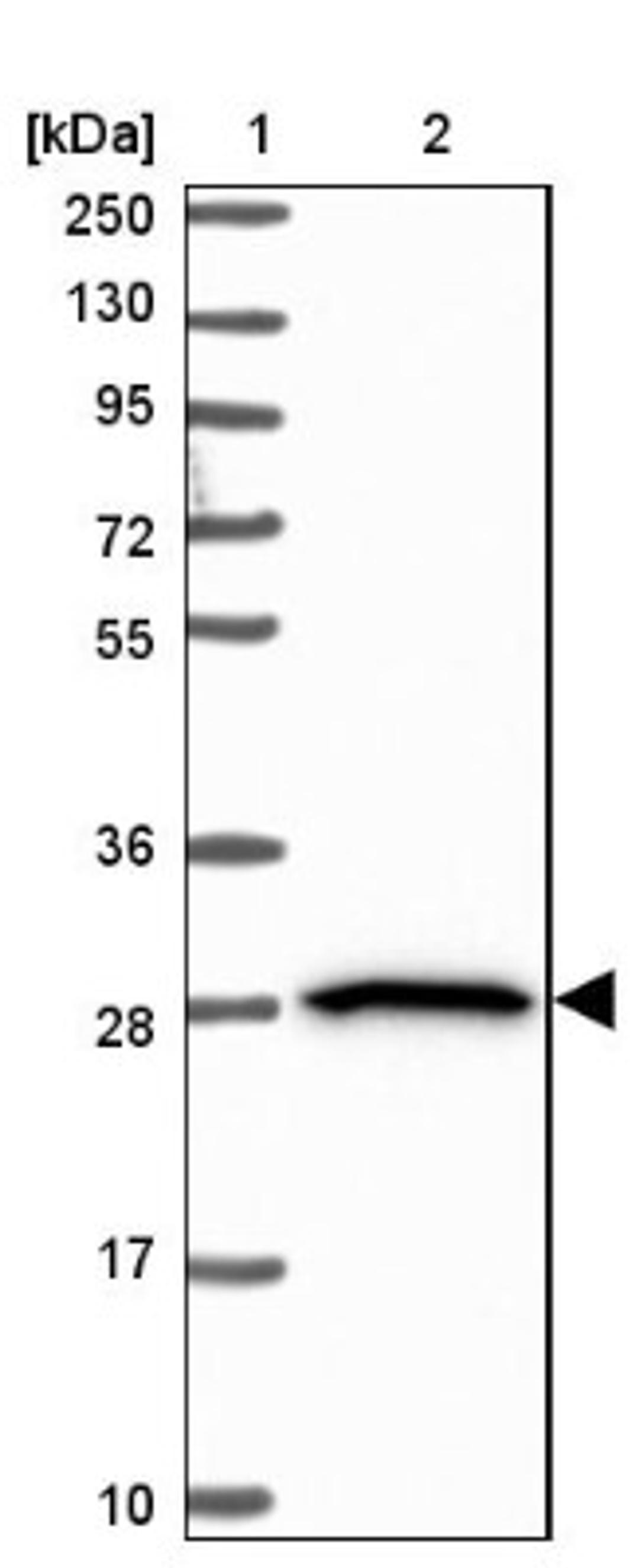 Western Blot: BTN2A2 Antibody [NBP2-14367] - Lane 1: Marker [kDa] 250, 130, 95, 72, 55, 36, 28, 17, 10<br/>Lane 2: Human cell line RT-4