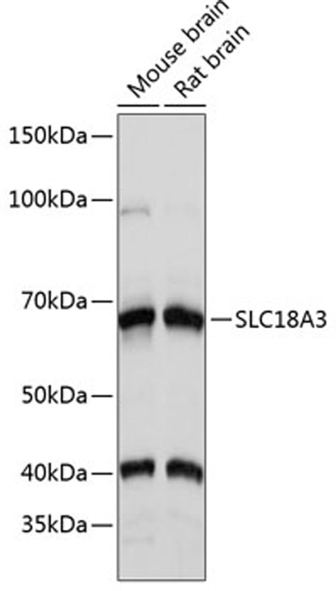 Western blot - SLC18A3 Polyclonal Antibody (A16068)