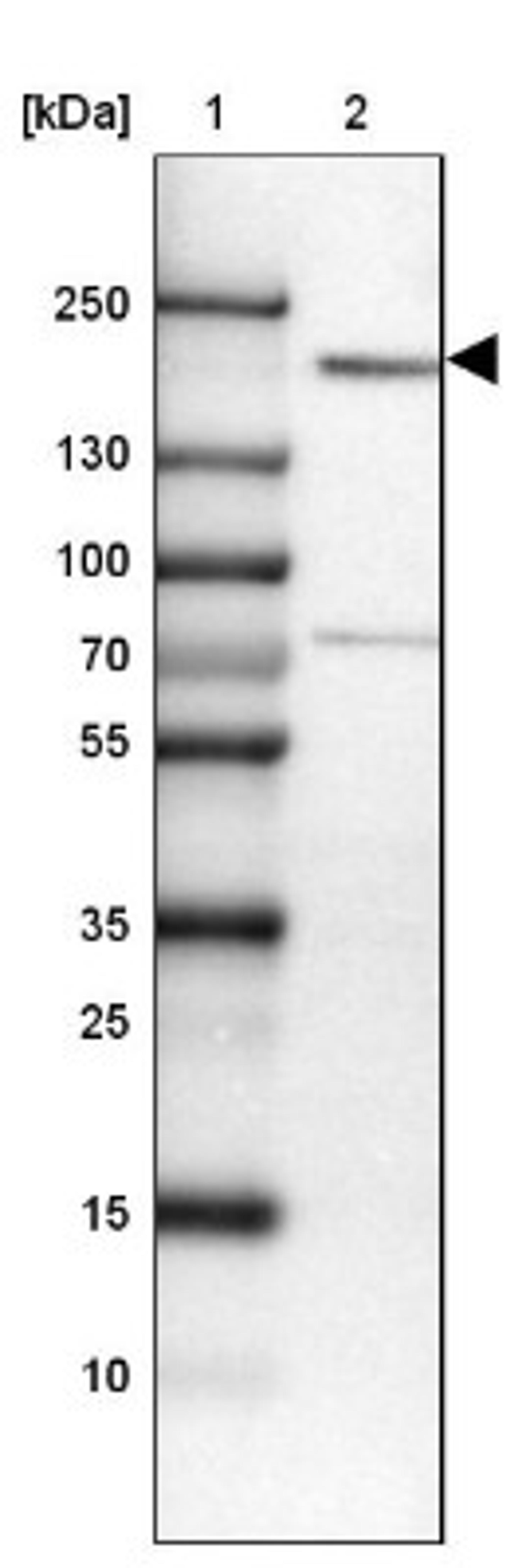 Western Blot: THOC2 Antibody [NBP1-92500] - Lane 1: Marker [kDa] 250, 130, 100, 70, 55, 35, 25, 15, 10<br/>Lane 2: HEL