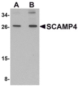 Western blot analysis of SCAMP4 in 3T3 cell lysate with SCAMP4 antibody at (A) 1 and (B) 2 μg/mL.
