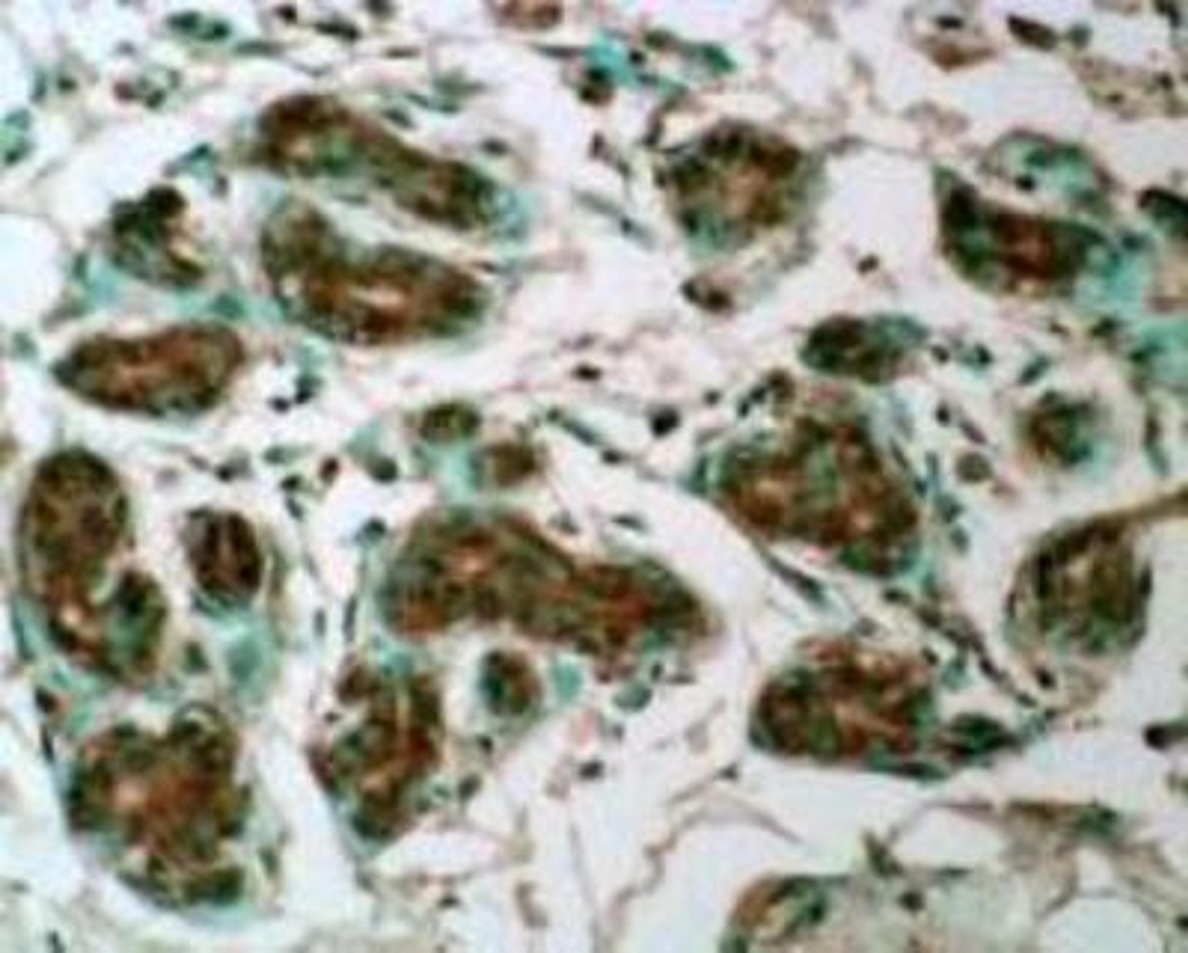 Immunohistochemistry: Glutathione Peroxidase 6 Antibody (2704) [NB100-344]