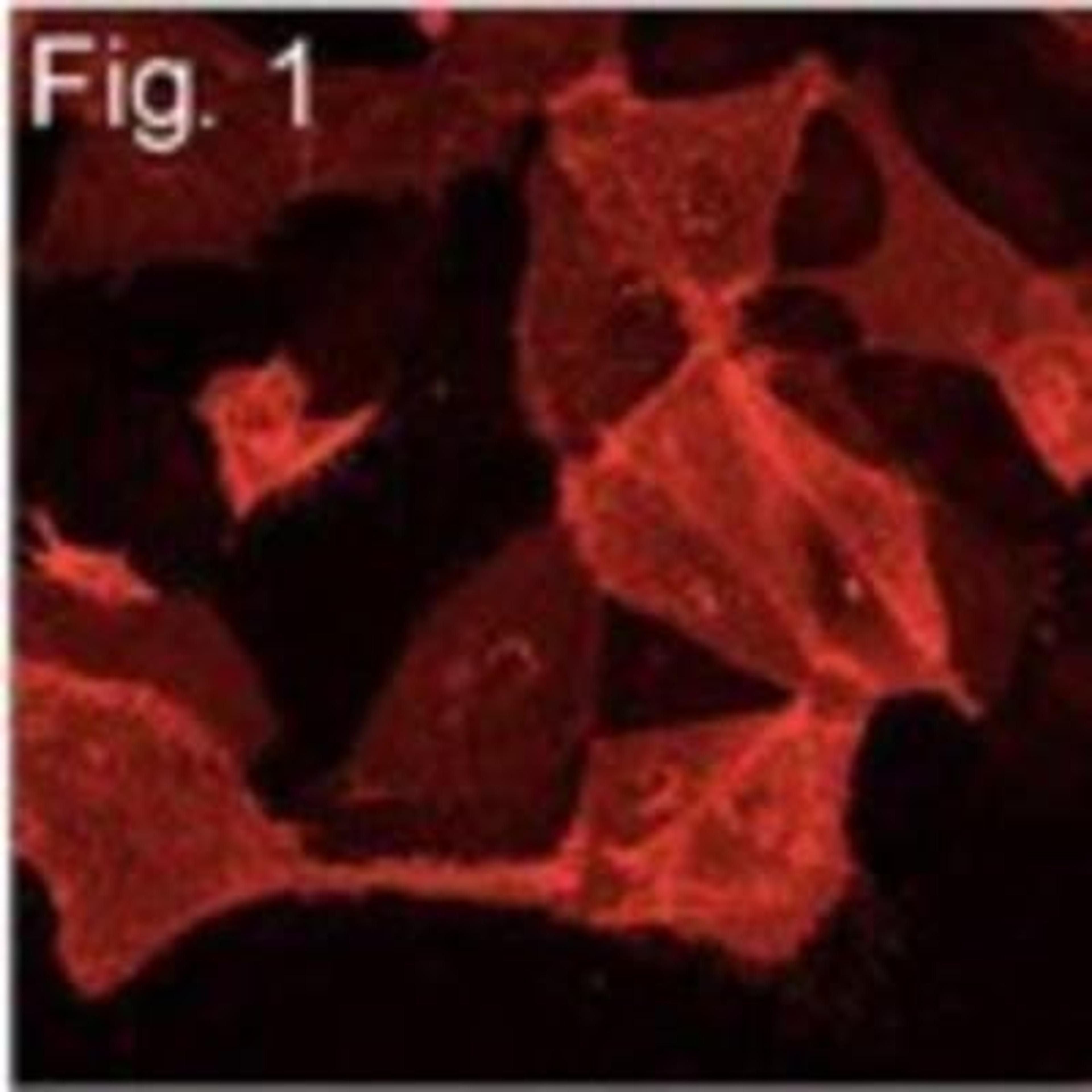 Immunocytochemistry/Immunofluorescence: Influenza A Virus M2 Antibody (14C2) [NB100-2073] - Analysis of MDCK cells