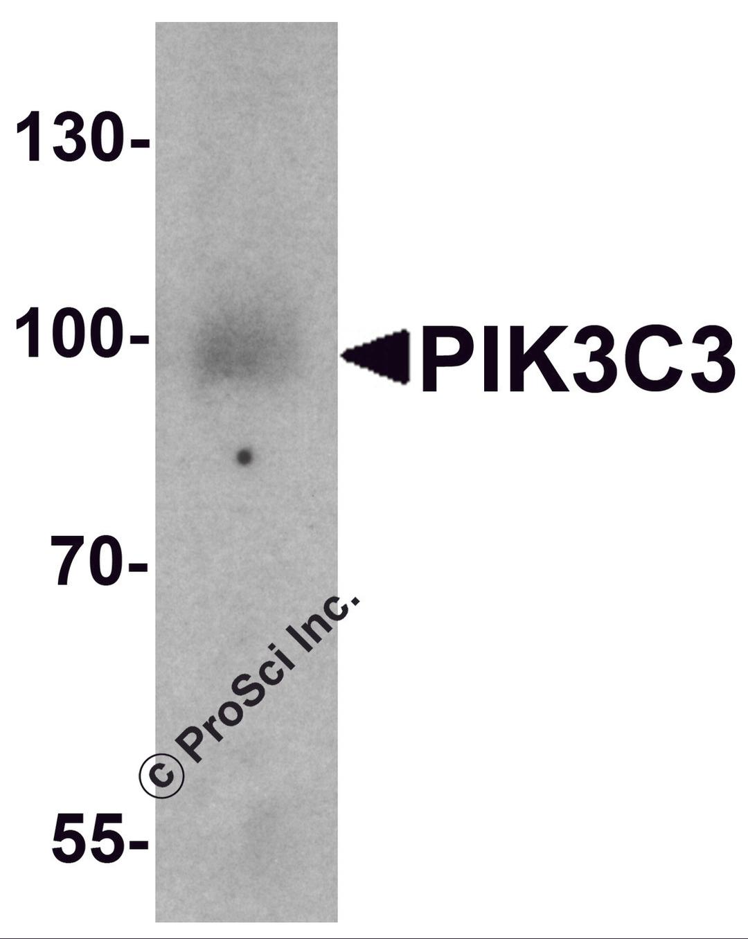 Western blot analysis of PIK3C3 in mouse small intestine tissue lysate with PIK3C3 antibody at 1 μg/ml.