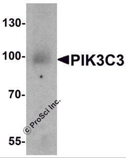 Western blot analysis of PIK3C3 in mouse small intestine tissue lysate with PIK3C3 antibody at 1 μg/ml.