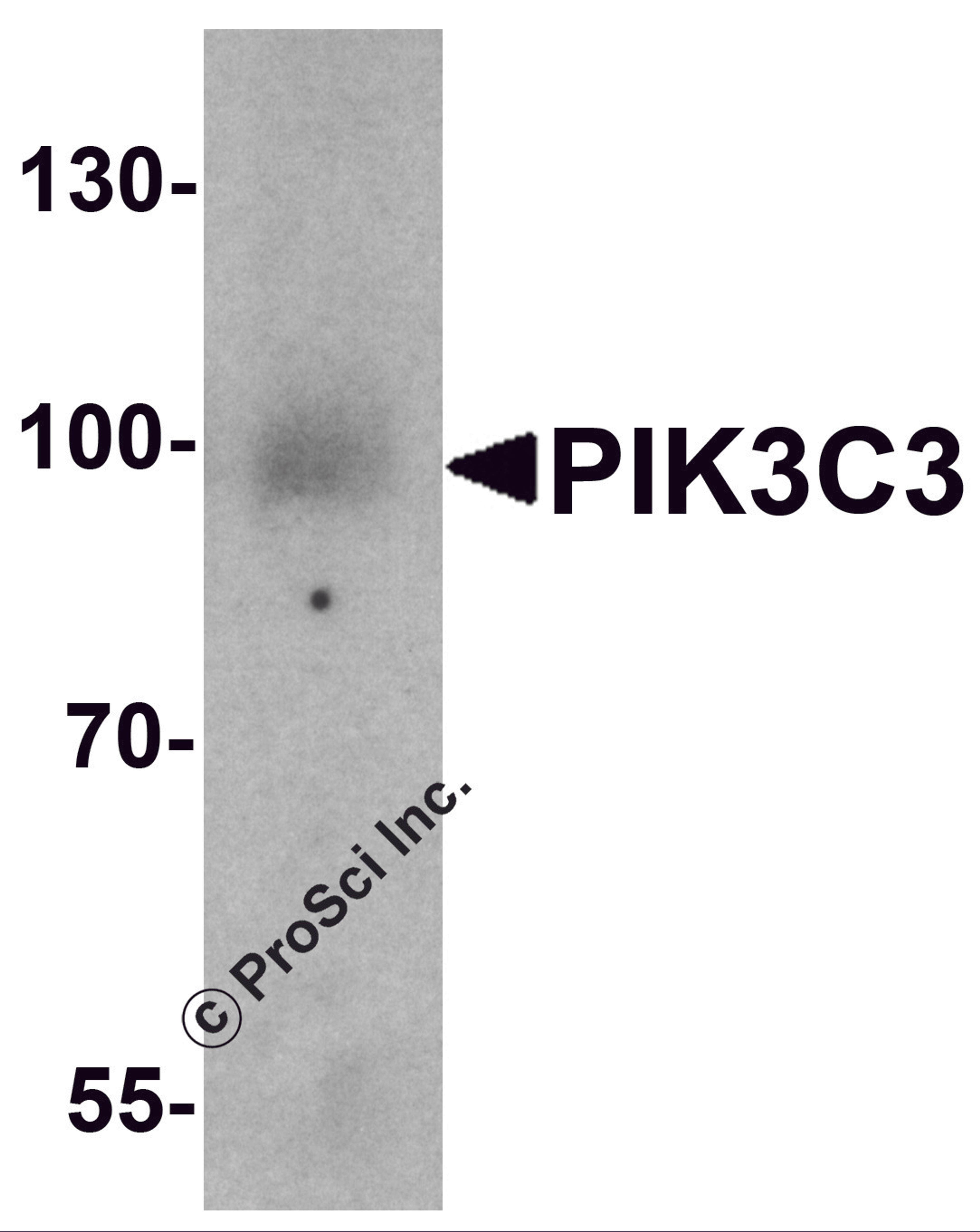 Western blot analysis of PIK3C3 in mouse small intestine tissue lysate with PIK3C3 antibody at 1 μg/ml.
