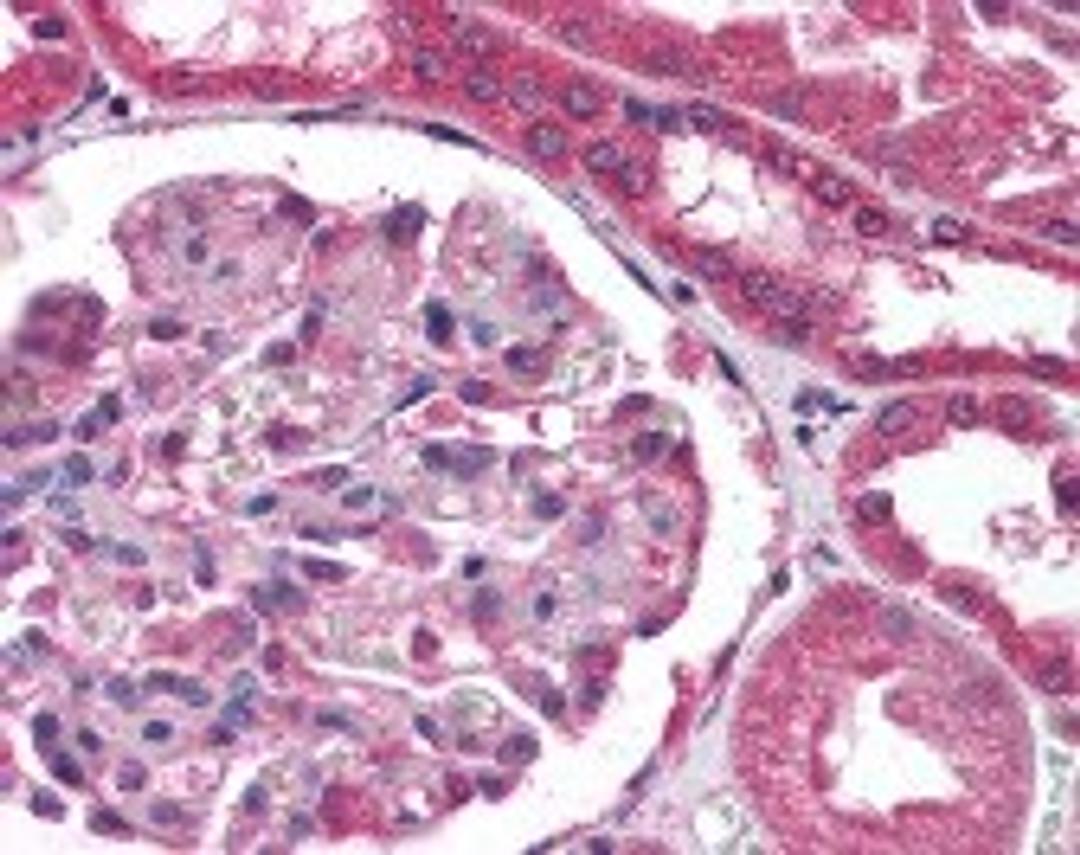 Immunohistochemistry staining of COL18A1 in kidney tissue using COL18A1 Monoclonal Antibody.