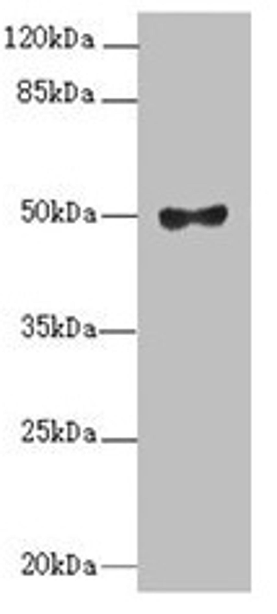 Western blot. All lanes: MOCS3 antibody at 2.1µg/ml + A549 whole cell lysate. Secondary. Goat polyclonal to rabbit IgG at 1/10000 dilution. Predicted band size: 50 kDa. Observed band size: 50 kDa