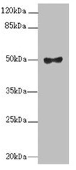 Western blot. All lanes: MOCS3 antibody at 2.1µg/ml + A549 whole cell lysate. Secondary. Goat polyclonal to rabbit IgG at 1/10000 dilution. Predicted band size: 50 kDa. Observed band size: 50 kDa