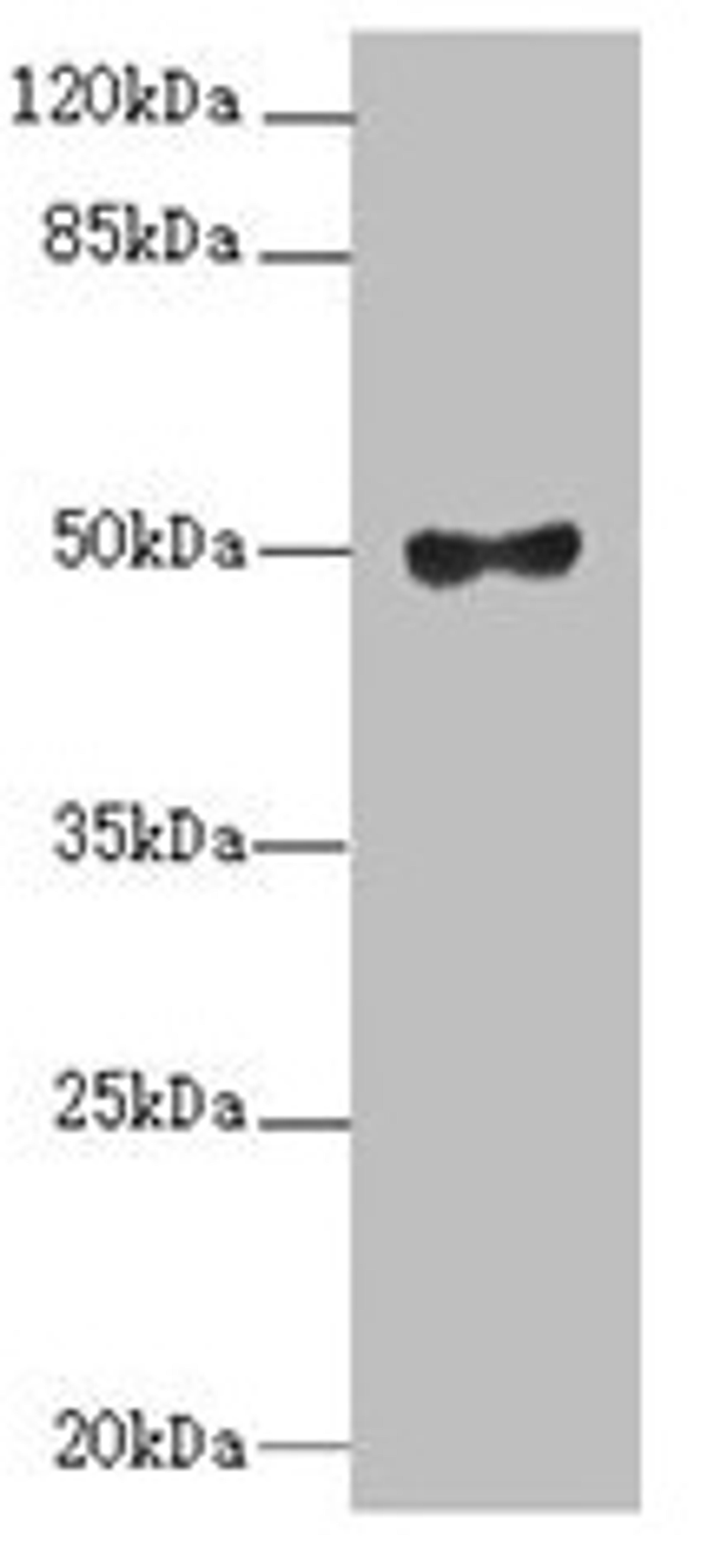 Western blot. All lanes: MOCS3 antibody at 2.1µg/ml + A549 whole cell lysate. Secondary. Goat polyclonal to rabbit IgG at 1/10000 dilution. Predicted band size: 50 kDa. Observed band size: 50 kDa