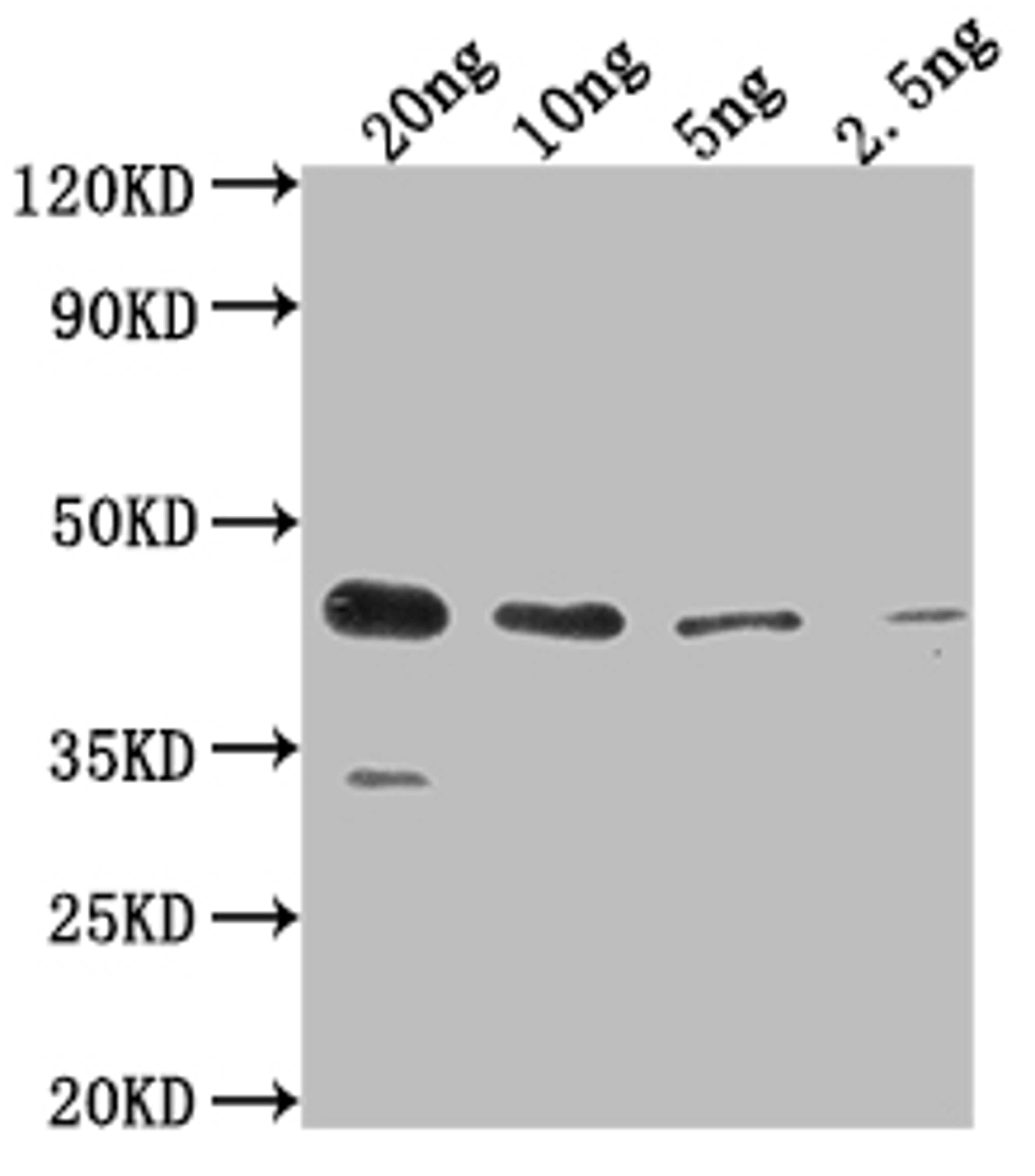 Western Blot. Positive WB detected in Recombinant protein. All lanes: ihfB antibody at 1:2000. Secondary. Goat polyclonal to rabbit IgG at 1/50000 dilution. Predicted band size: 38.5 kDa. Observed band size: 44 kDa. 