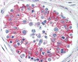 Immunohistochemistry staining of SMAD6 in testis tissue using SMAD6 Antibody.