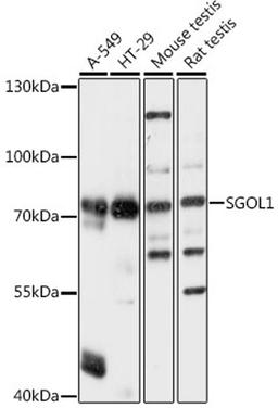 Western blot - SGOL1 antibody (A16174)