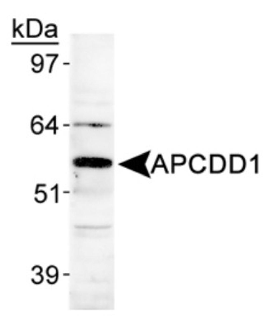 Western Blot: APCDD1 Antibody [NB110-92756] - Detection of APCDD1 in human heart lysate