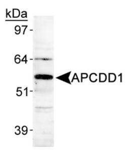 Western Blot: APCDD1 Antibody [NB110-92756] - Detection of APCDD1 in human heart lysate