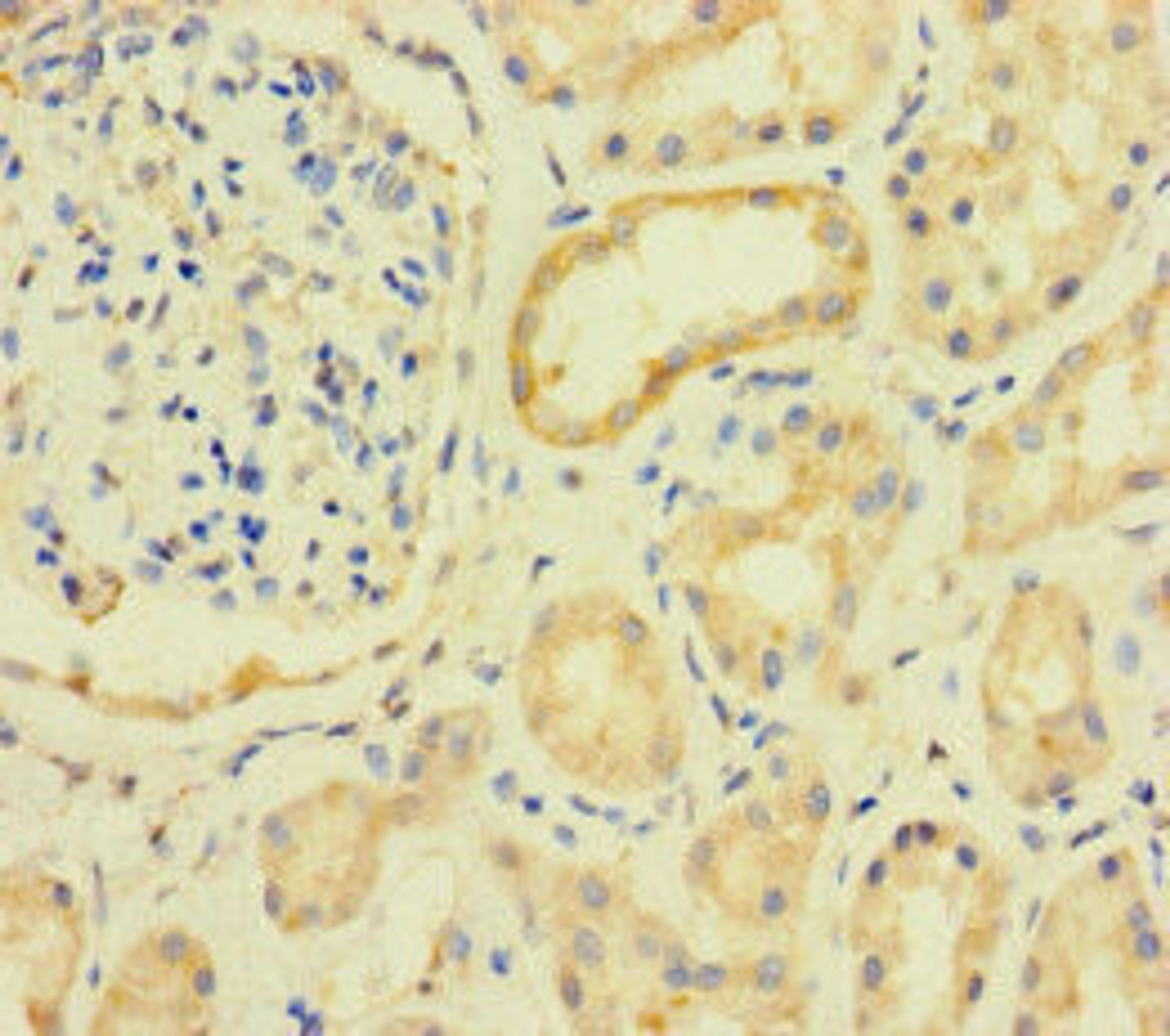 Immunohistochemistry of paraffin-embedded human kidney tissue using CSB-PA805325LA01HU at dilution of 1:100