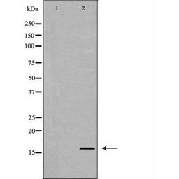 Western blot analysis of HeLa cell line and H3 protein expressed in E.coli using Histone H3K79me2 antibody