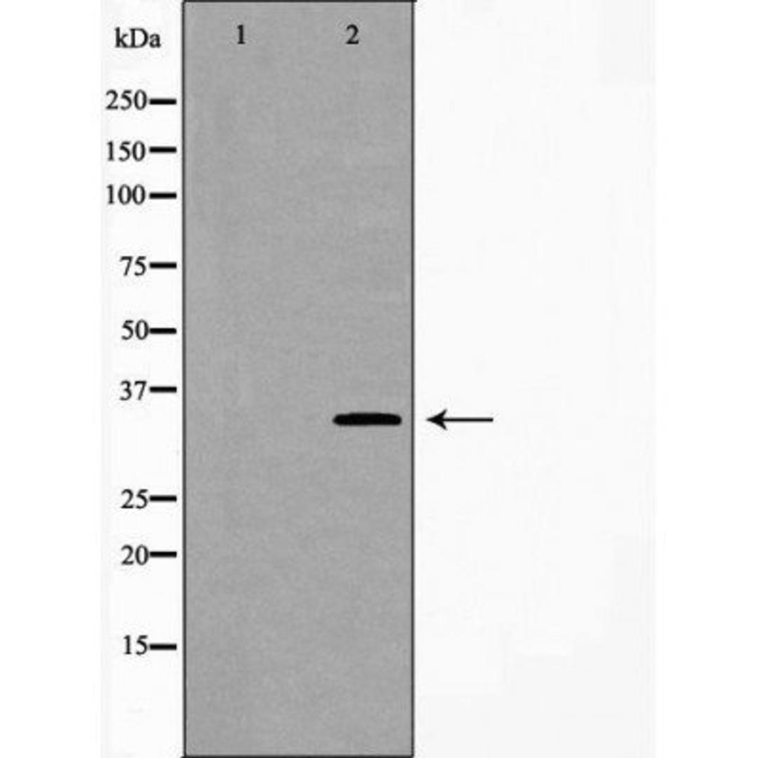 Western blot analysis of mouse fetal lung tissue lysate using CA4 antibody