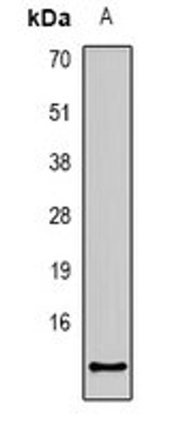 Western blot analysis of mouse kidney (Lane 1) whole cell lysates using CCL27 antibody