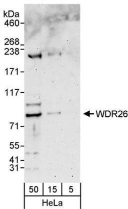 Detection of human WDR26 by western blot.