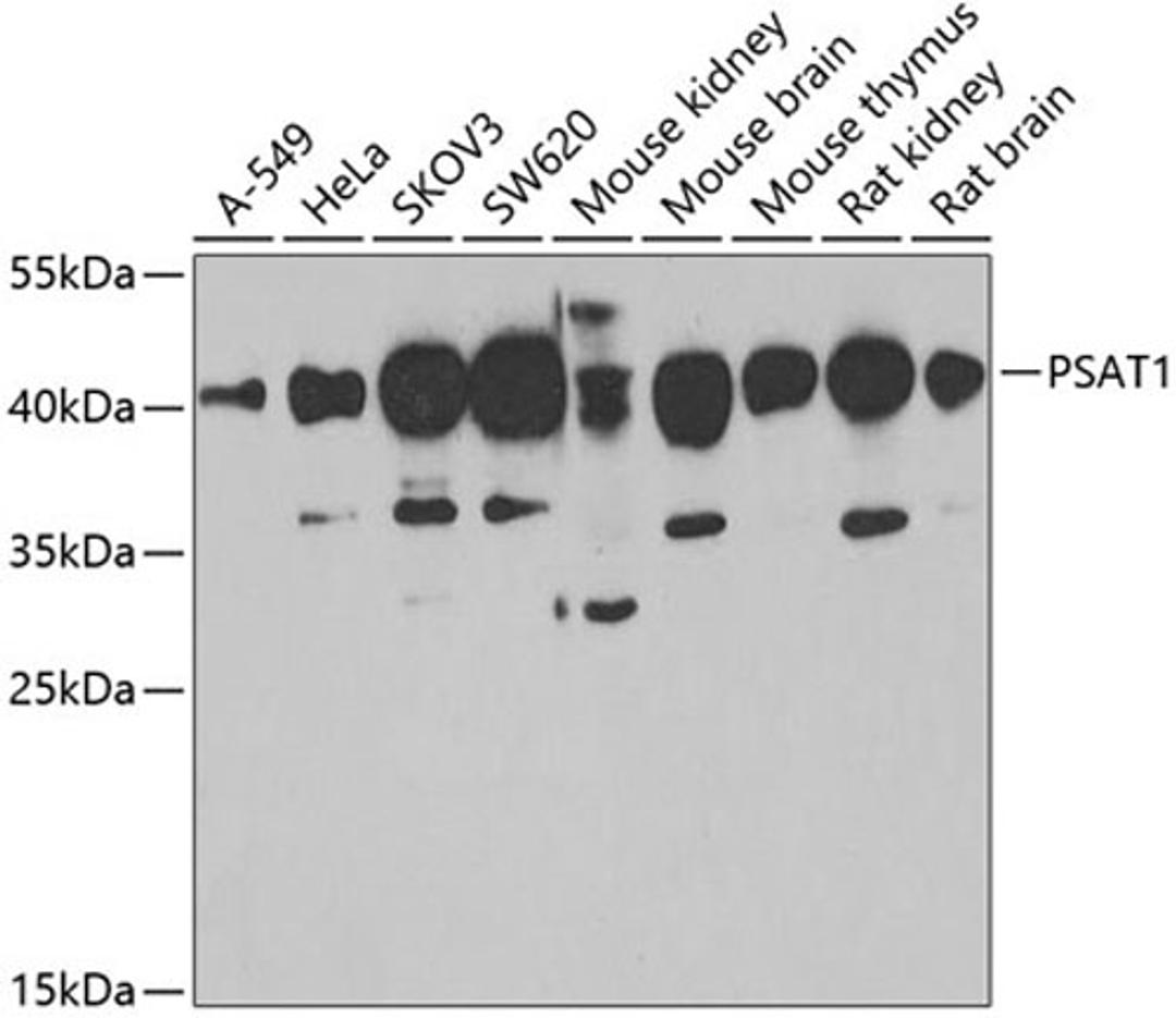 Western blot - PSAT1 antibody (A6707)