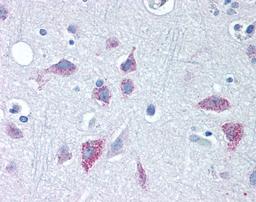 Immunohistochemistry staining of WNT8B in brain cortex tissue using WNT8B Antibody.