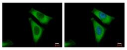 Immunocytochemistry/Immunofluorescence: RPL29 Antibody [NBP2-15103] - Sample: HeLa cells were fixed in 4% paraformaldehyde at RT for 15 min. Green: RPL29 protein stained by RPL29 antibody diluted at 1:500. Blue: Hoechst 33343 staining.