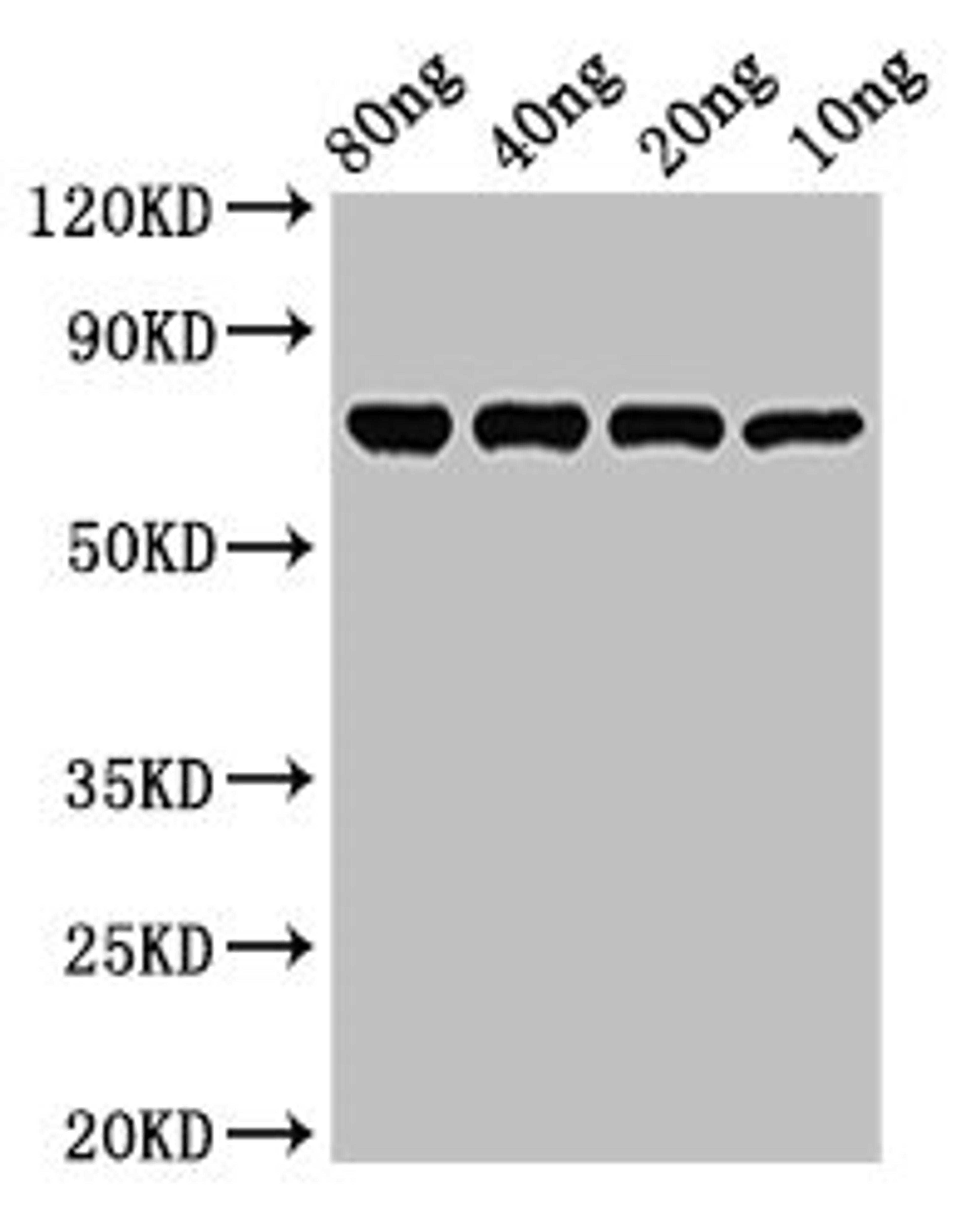 Western Blot. Positive WB detected in Recombinant protein. All lanes: NP antibody at 3µg/ml. Secondary. Goat polyclonal to rabbit IgG at 1/50000 dilution. Predicted band size: 71 kDa. Observed band size: 71 kDa