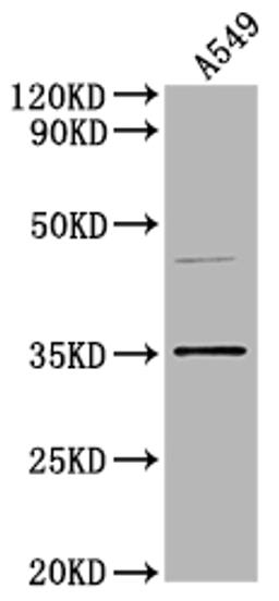 Western Blot. Positive WB detected in: A549 whole cell lysate. All lanes: OR5V1 antibody at 1:2000. Secondary. Goat polyclonal to rabbit IgG at 1/50000 dilution. Predicted band size: 37 kDa. Observed band size: 37 kDa. 