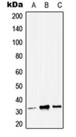 Western blot analysis of HEK293T (Lane 1), Raw264.7 (Lane 2), H9C2 (Lane 3) whole cell lysates using ZMAT3 antibody