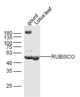 WB analysis of Gourd leaf Lysate and Lotus leaf Lysate at 40 ug using RUBISCO antibody