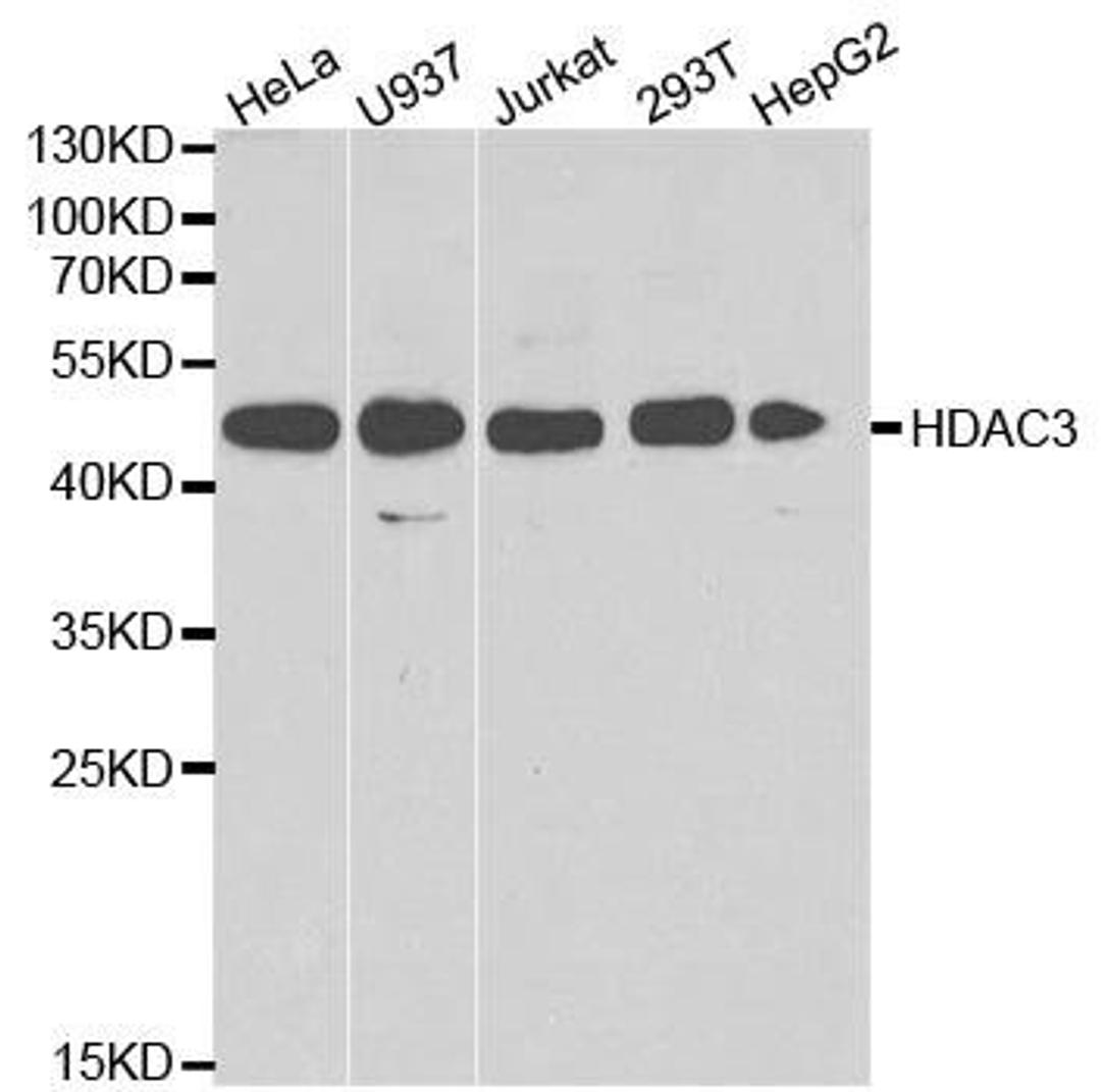 Western blot analysis of extracts of various cell lines using HDAC3 antibody