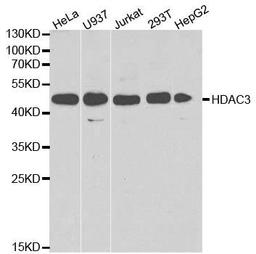 Western blot analysis of extracts of various cell lines using HDAC3 antibody