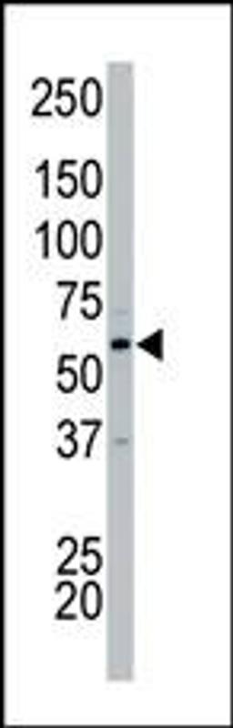 Antibody is used in Western blot to detect PCTK2 in HeLa cell lysate.