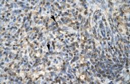 Antibody used in IHC on Human Spleen at 4.0-8.0 ug/ml.