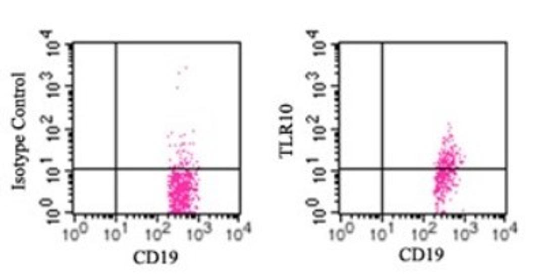 Flow Cytometry: TLR10 Antibody (3C10C5) [NBP1-70343] - Cell surface analysis using PE-conjugated TLR10 antibody. Human PBMC were probed using 10 ul (1 ug) of TLR10 antibody and 1 ug of CD19 antibody this antibody. This antibody was used for this test.